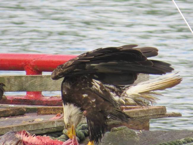 Eagle Tahsis, British Columbia Canada