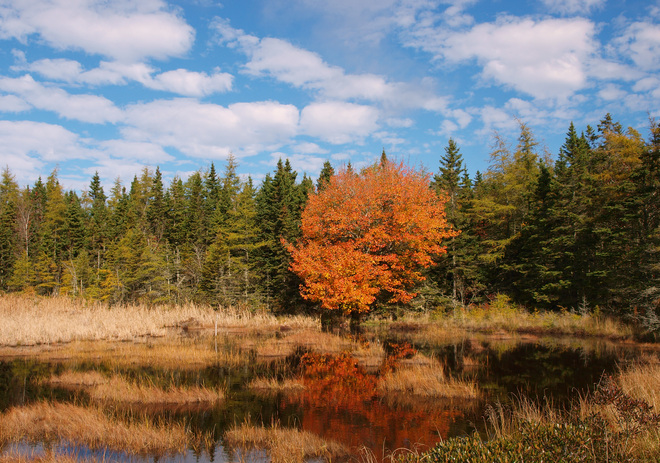 pond in the autumn meadow Yarmouth, Nova Scotia Canada