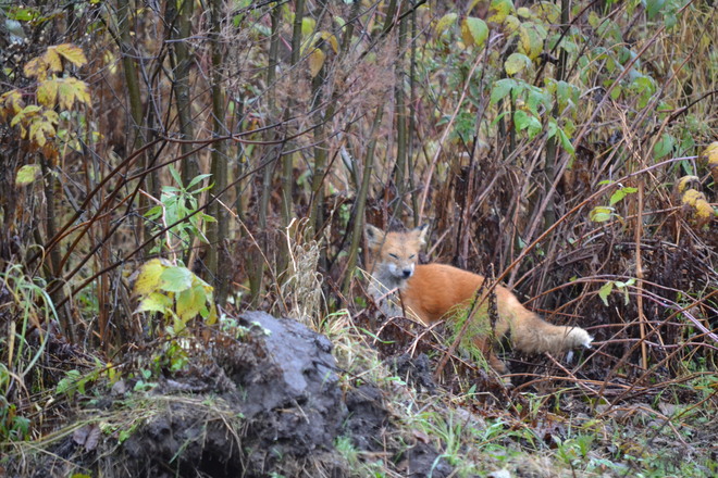 red fox pup Sturgeon Falls, Ontario Canada