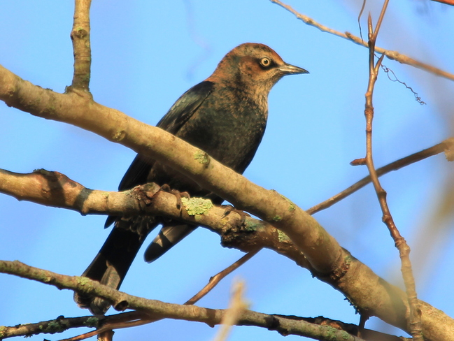 Rusty Blackbird Fergus, Ontario Canada