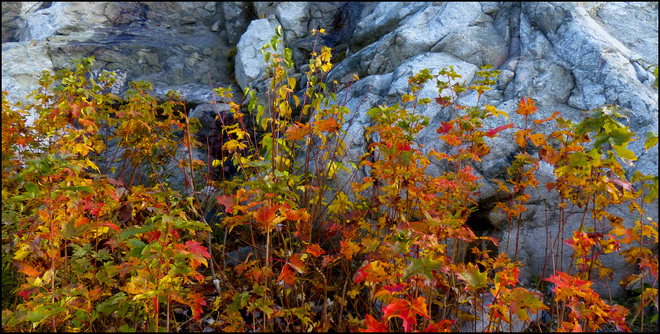 Esten Dr. big rock, last of the leaves. Elliot Lake, Ontario Canada