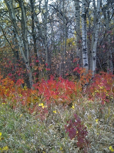 Fall in Assiniboine Forest Winnipeg, Manitoba Canada