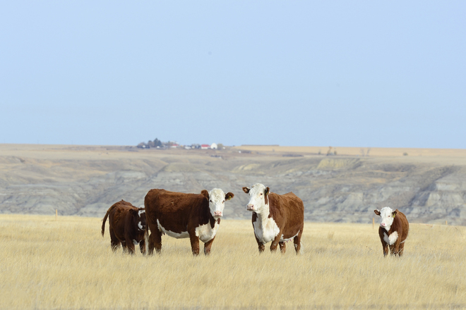 Range Cows. Brooks, Alberta Canada