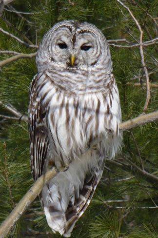 Barred Owl Bummers' Roost, Ontario Canada
