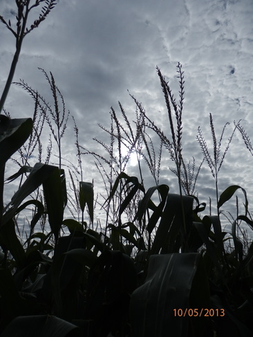 The sky through the corn stalks Kentville, Nova Scotia Canada