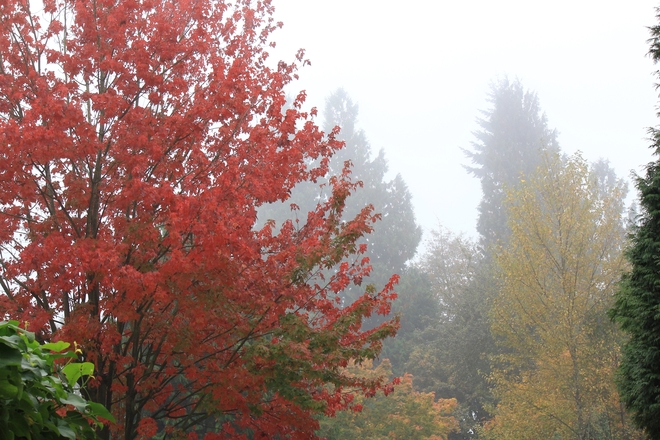 Fall.. .Foggy Surrey, British Columbia Canada