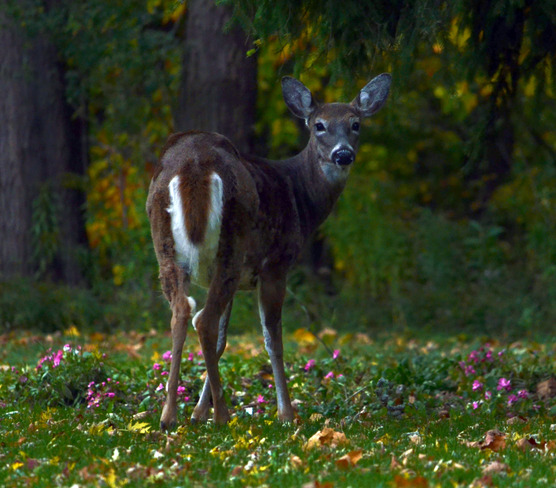 Young Mother Deer pauses for a photo Scarborough, Ontario Canada