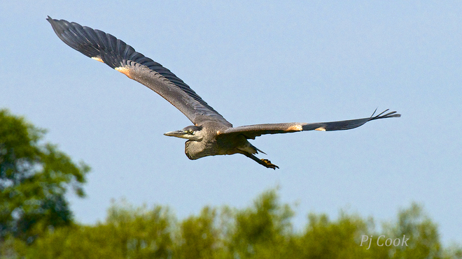 Heron flyby Ajax, Ontario Canada