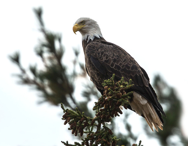 Up Close - Eagle Wallace, Nova Scotia Canada