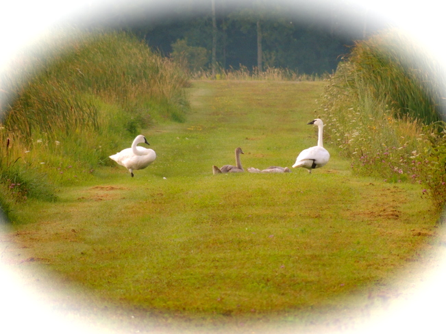 Noteworthy Trumpeter Swans Port Perry, Ontario Canada