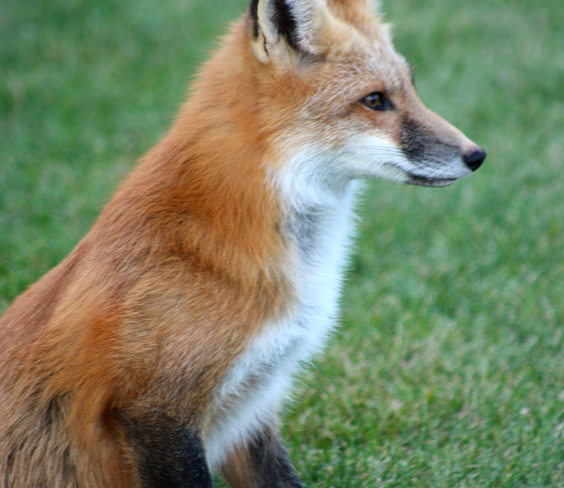 Photogenic Fox Cavendish, Prince Edward Island Canada