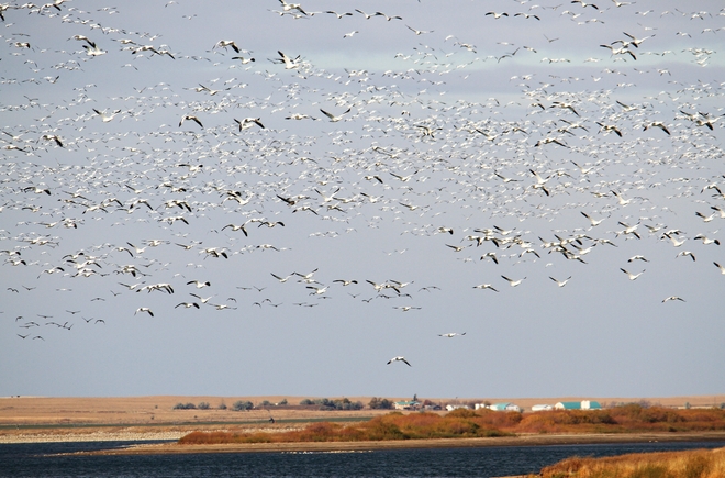 snow geese by the thousands Brooks, Alberta Canada