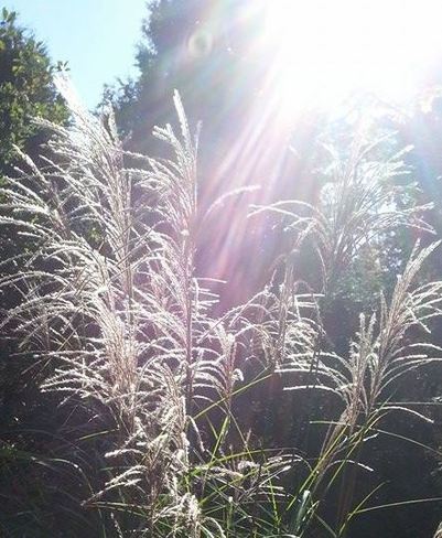 sun drenched grass 