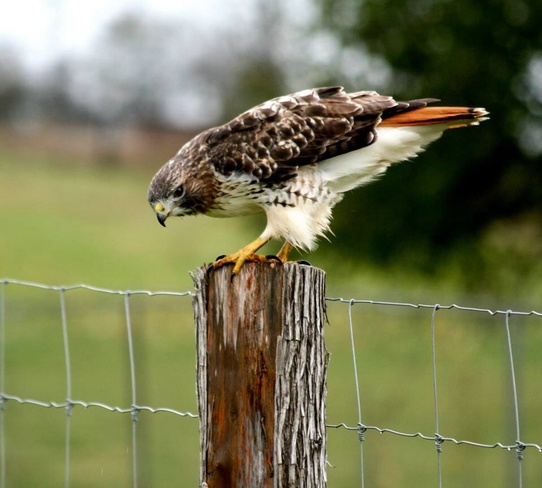 Redtail hawk Peterborough, Ontario Canada