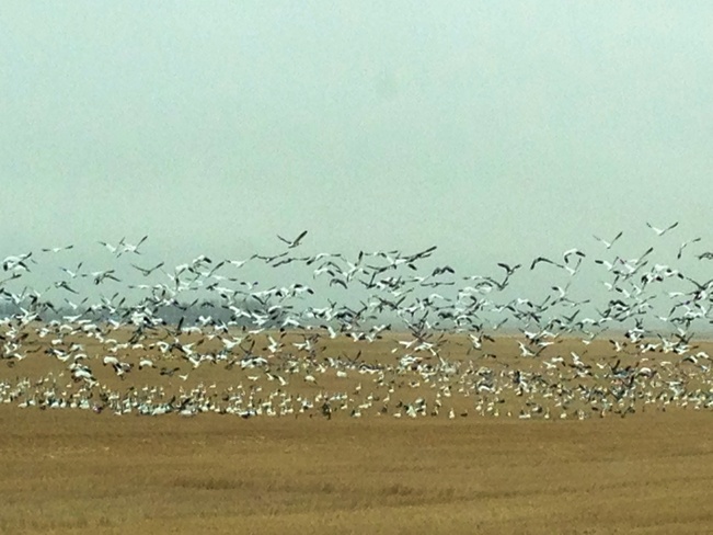 snow geese Young, Saskatchewan Canada