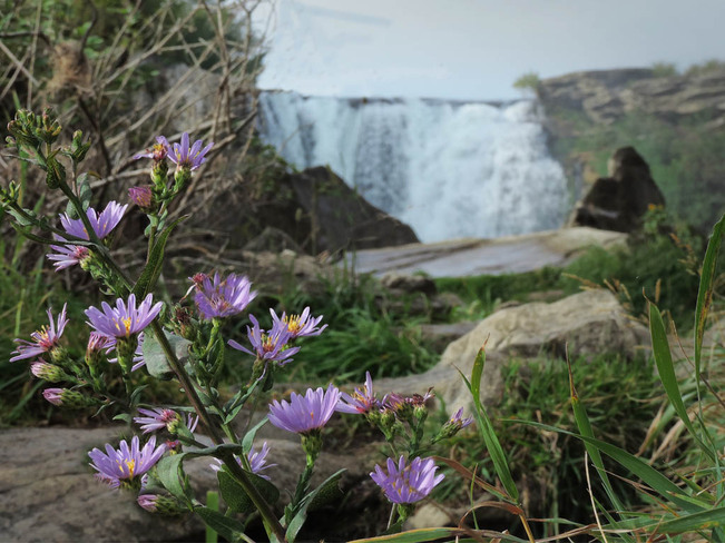 Waterfall and Wild Asters Lethbridge, Alberta Canada