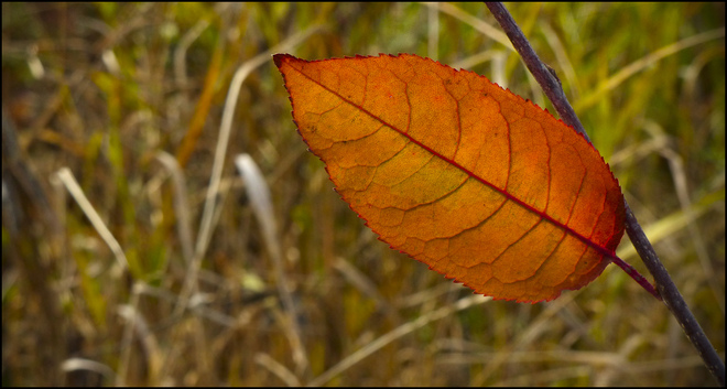 Sherriff Creek field, one leaf, one branch. Elliot Lake, Ontario Canada