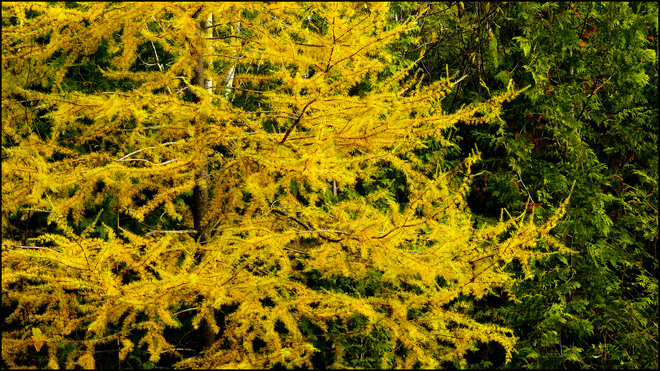 Sherriff Creek red trail, one yellow one green pine. Elliot, Ontario Canada