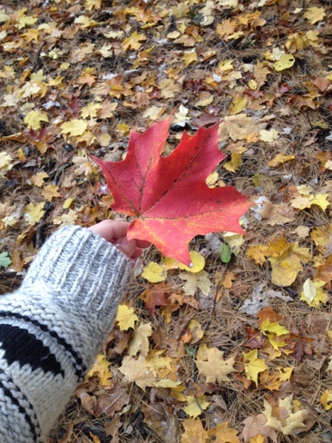fall leaves Mississauga, Ontario Canada