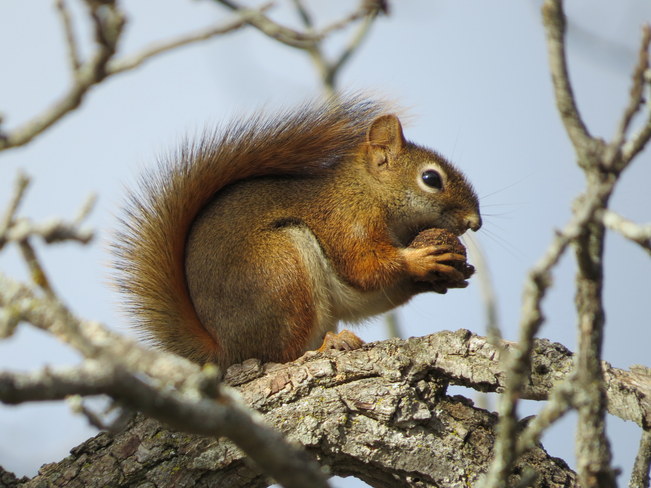 Red Squirrel Hastings, Ontario Canada