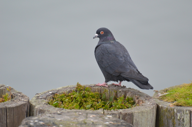 Pigeon Sunshine Coast, British Columbia Canada