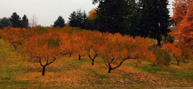 Fall Orchards Kelowna, British Columbia Canada