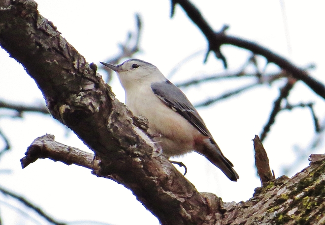 Female White-breasted Nuthatch takes a break. North Bay, Ontario Canada