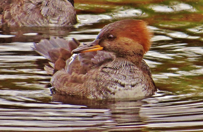 Red-breasted Merganser on its guard! North Bay, Ontario Canada