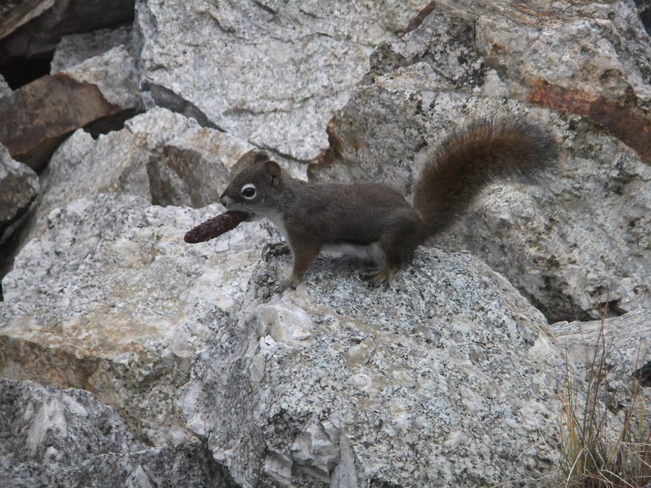 squirrel Fauquier, British Columbia Canada