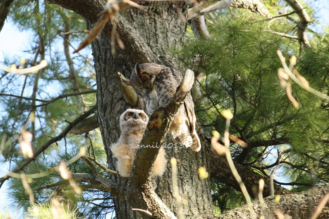 horned owl with babe Brighton, Ontario Canada