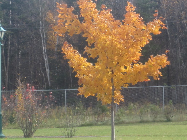 Autumn scene Pasadena, Newfoundland and Labrador Canada