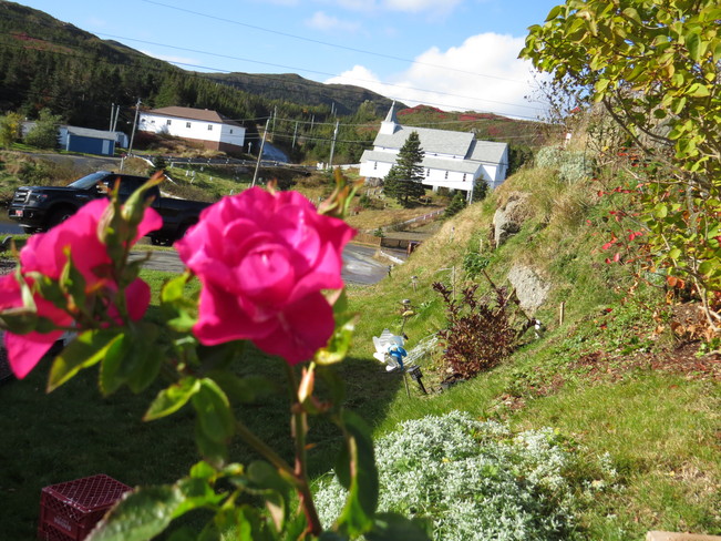 Roses still in Bloom Rock Harbour, Newfoundland and Labrador Canada