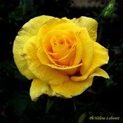 Une rose jaune...