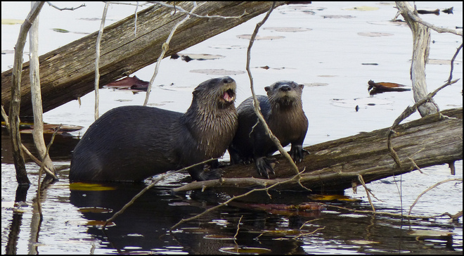 Sherriff Creek, otters, Elliot Lake. Elliot Lake, Ontario Canada