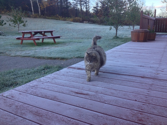 Frosty Morning with Puss :) Dover, Newfoundland and Labrador Canada