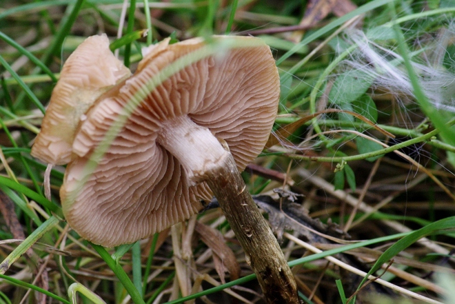 last of mushrooms Scarborough, Ontario Canada