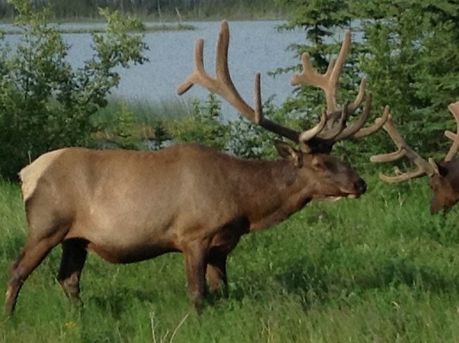 Elk Jasper, Alberta Canada