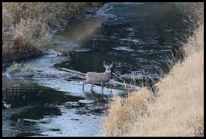 Buck Crossing Creek Wetaskiwin County No. 10, Alberta Canada
