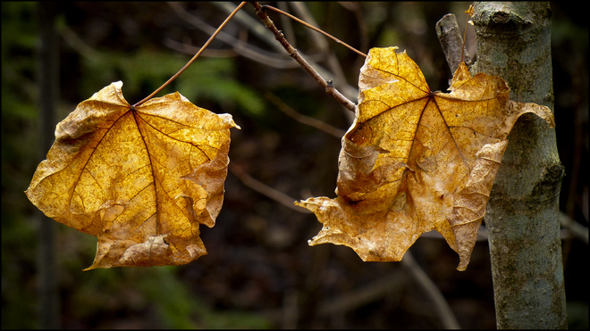 Sherriff Creek red trail, two dead leaves. Elliot Lake, Ontario Canada