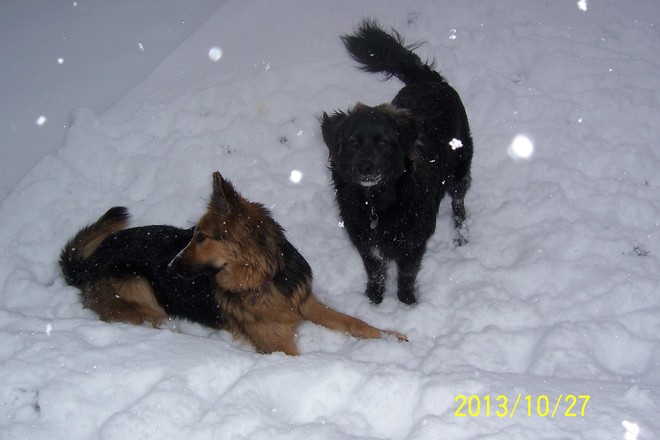 Snow Day for Roxy and Gus Airdrie, Alberta Canada