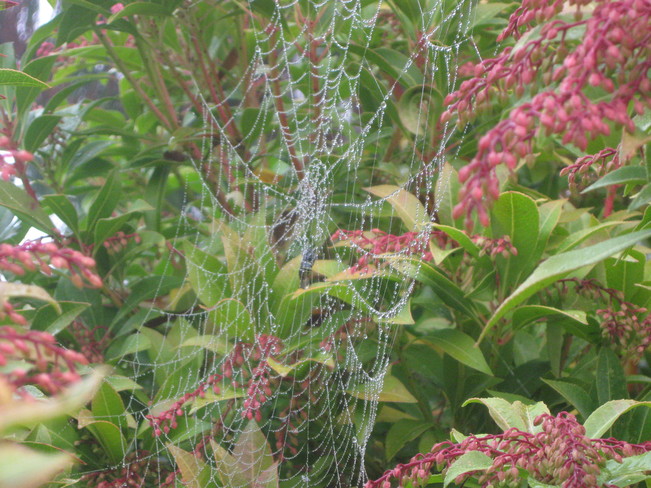 dew-kissed web on the lily of the valley bush Surrey, British Columbia Canada