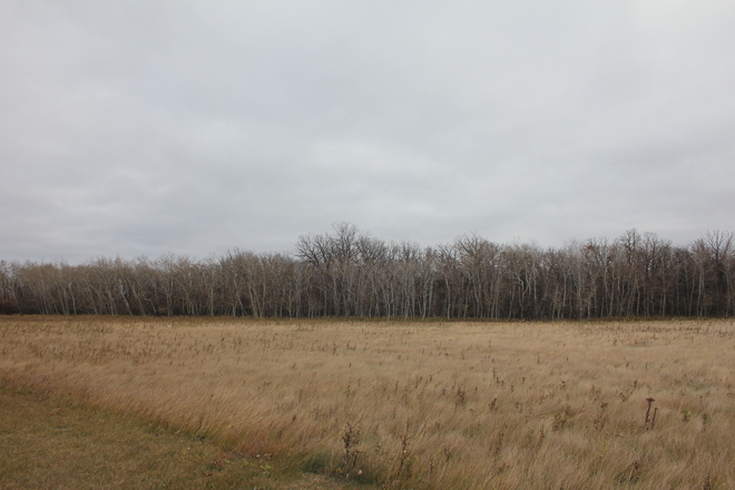 Slate Grey and Bare Trees. Winnipeg, Manitoba Canada