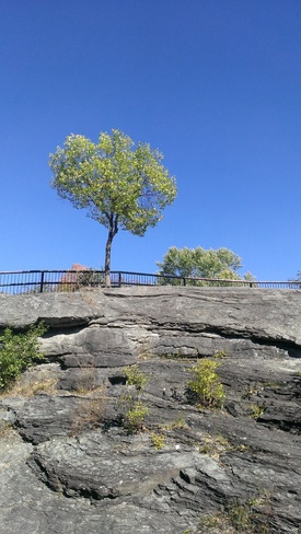 Tree on the Rock Ottawa, Ontario Canada