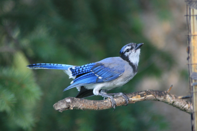 Eastern bluebird Cranbrook, British Columbia Canada