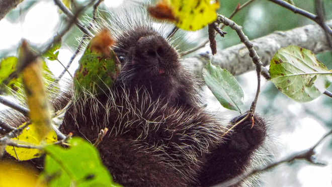 Porcupine grabbing a Leaf Smiths Falls, Ontario Canada