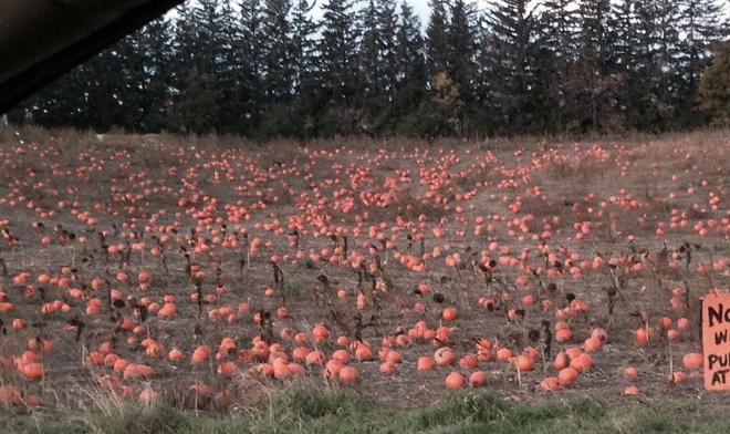 Pumpkin Patch Oak Ridges, Ontario Canada