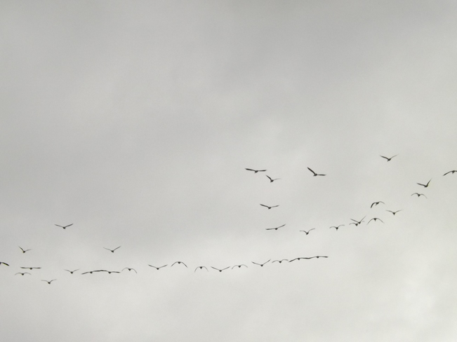 the geese are flocking up. Port Williams, Nova Scotia Canada