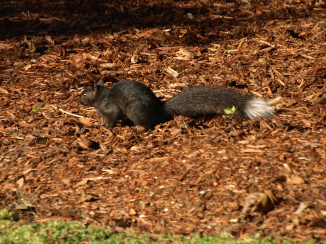 Squirrel-unk Peterborough, Ontario Canada