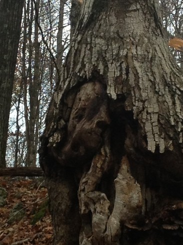 Tree Troll Kingston, Ontario Canada
