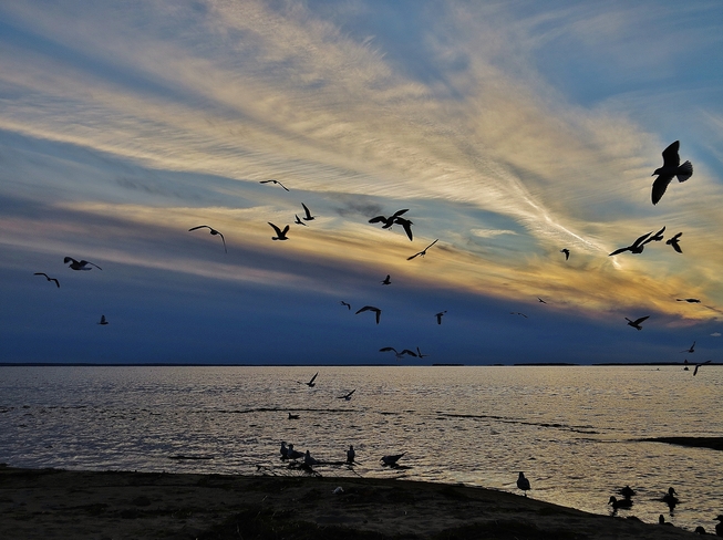 Tonight's sunset was for the birds! North Bay, Ontario Canada